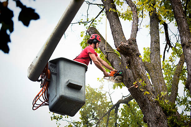 Best Tree Mulching  in Enumclaw, WA